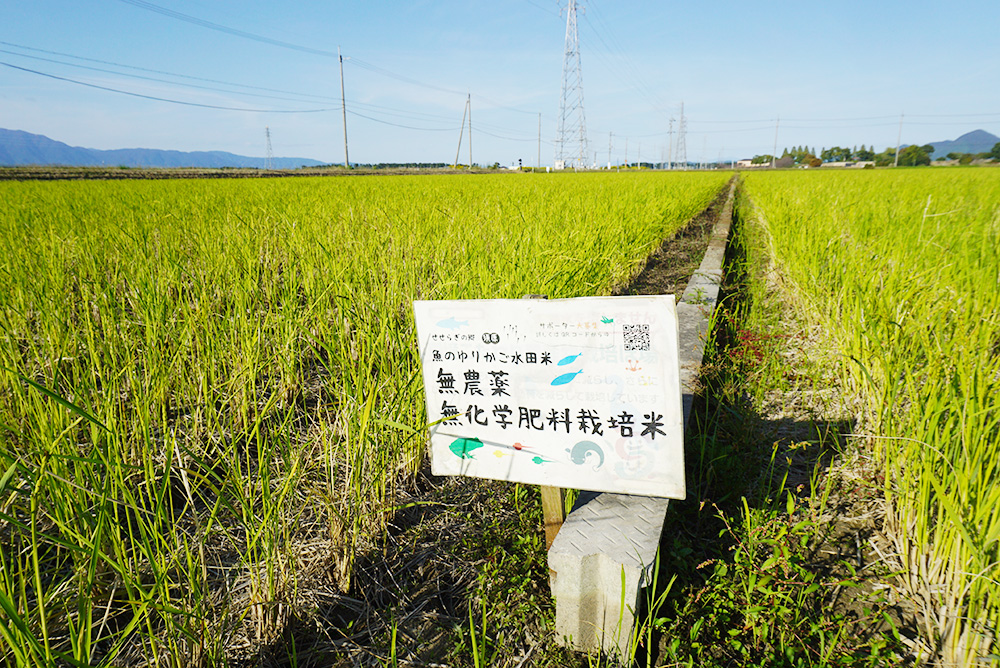 魚のゆりかご水田　無農薬・無化学肥料米圃場