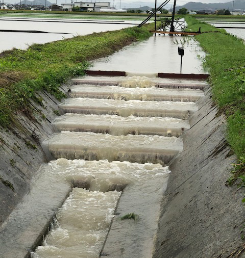 魚のゆりかご水田　無農薬・無化学肥料米圃場