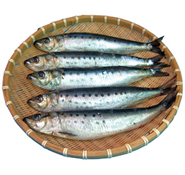 いわし（大サイズ）