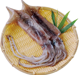 スルメイカ