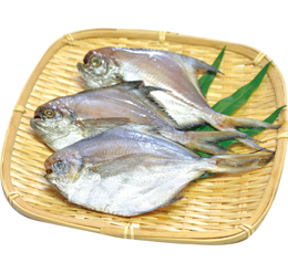マナガツオ丸干し